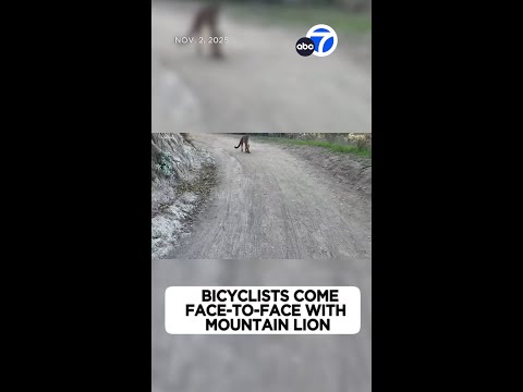 OC bicyclists come face-to-face with mountain lion