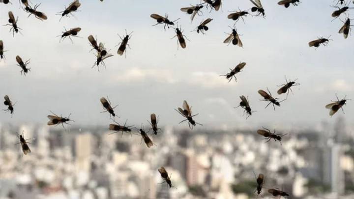 Preocupante invasión de hormigas voladoras en AMBA: por qué aparecieron