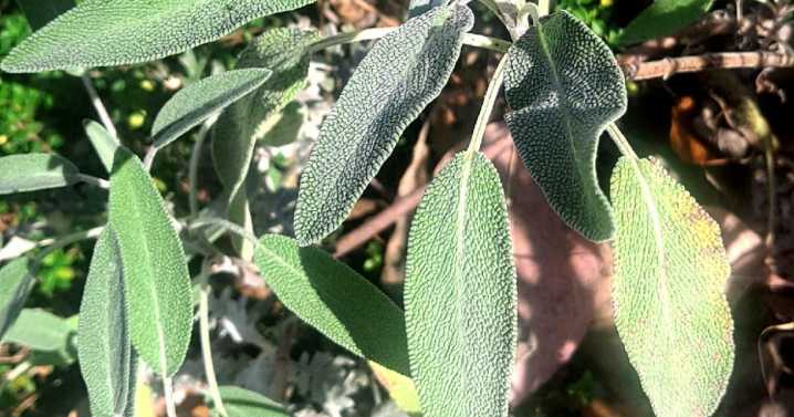 Sandy Parrill: Parsley, sage, rosemary and thyme