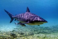 Shark Kills Woman in Her 20s, Critically Injures Partner During Swim