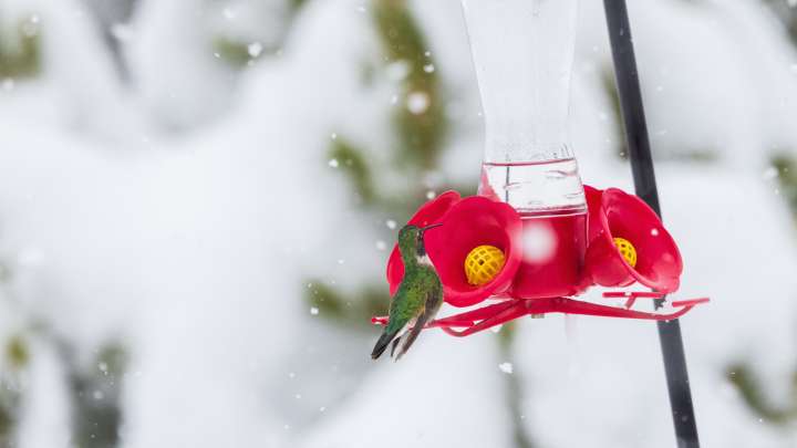 Temps Are Dropping: How Often Should You Change Hummingbird Feeder Nectar This Winter?