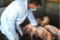 Reaparece la peste porcina africana en España