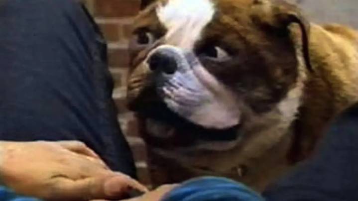 This Everyone Loves Raymond Star's Failed Sitcom About A Cop Reincarnated As A Dog Is Legendary