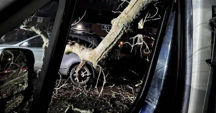 Dad ‘lucky to be alive’ after 30-foot tree fell on van he was driving