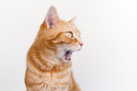 Dear Annie: I waited for my daughter’s cat to die, then gave them an ultimatum; was I wrong?