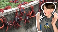 WATCH — Millions of crabs are taking over this Australian island