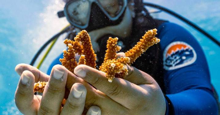 Why Florida’s corals bleaching crisis matters for us on the mainland, too.