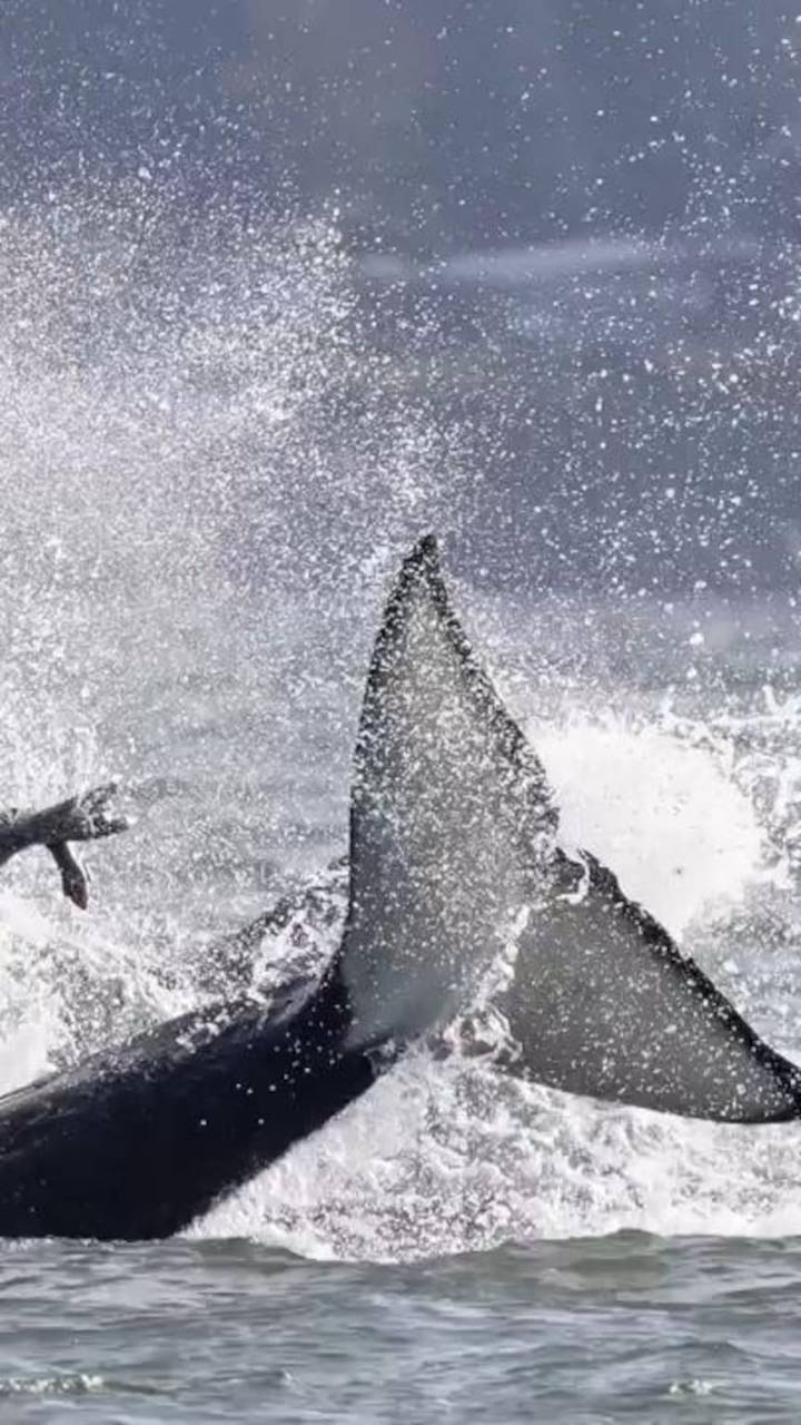 Seal seeks refuge on photographer's boat while fleeing orcas