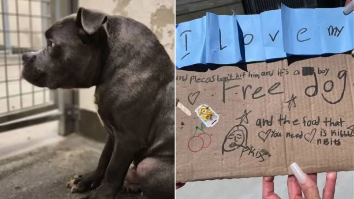 California Rescue Pup Born Different Proves Fate Led Him To The Family He Needed