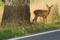 Another problem with daylight saving time: The time change raises your risk of hitting deer on the road