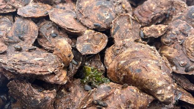 P.E.I. fisheries minister says support is coming to help oyster industry overcome MSX, dermo