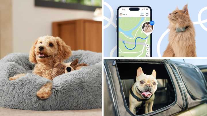Black Friday 2025 sale: Chewy pet toys, food, supplies