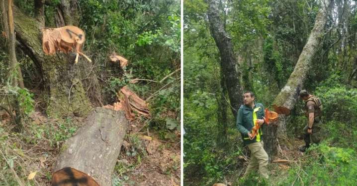 Talaron ilegalmente 29 árboles nativos y dañaron vegetación del Parque Nacional Nonguén: Conaf denuncia delito ambiental