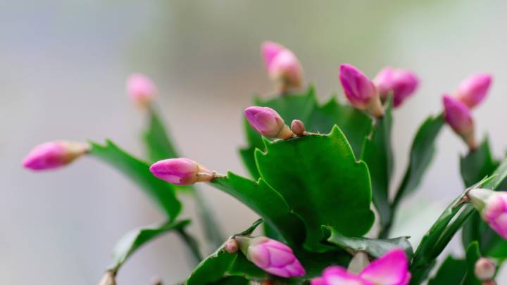 Buds Dropping From Your Christmas Cactus? Here's The Cause (And The Cure)