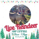 Live reindeer coming to Bedford for Christmas Around the Square