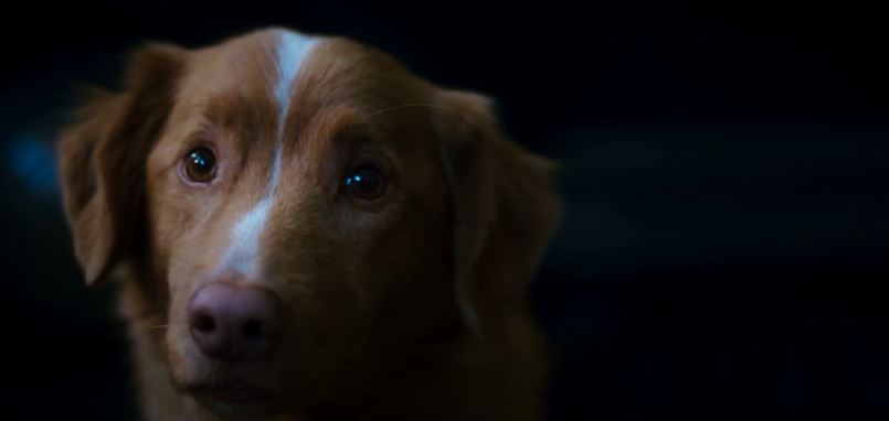 “Good Boy”: una película aterradora desde la perspectiva de un perro