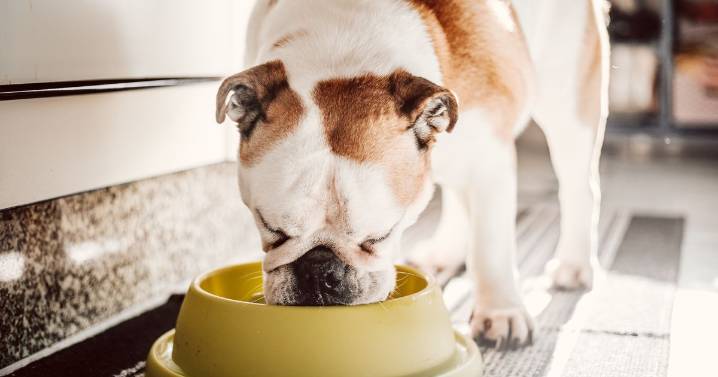 Pet nutritionist advises how your dog can ‘live two years longer’