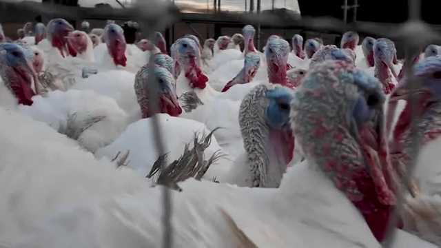 Turkey prices up ahead of Thanksgiving, but some NH farmers able to keep costs steady