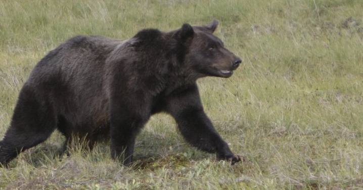 Pupils flee as grizzly attacks elementary class in B.C., injuring 11, some critically