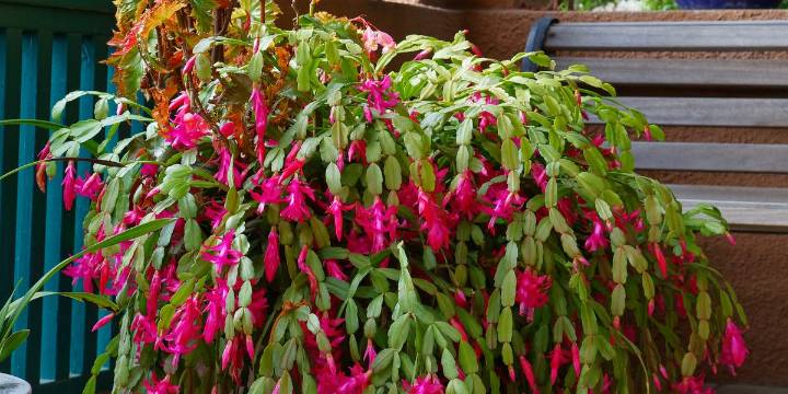 How to Care for a Christmas Cactus