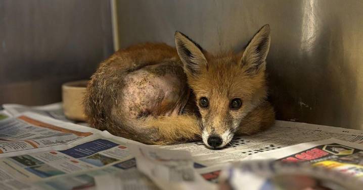 Fox trapped inside Amazon delivery van engine rescued