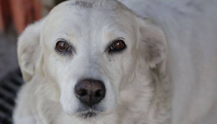 Avanza en el Congreso proyecto que extiende permiso laboral por fallecimiento de una mascota