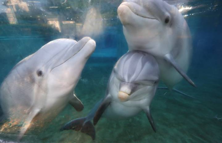 Black Friday deals set for Orlando attractions tickets