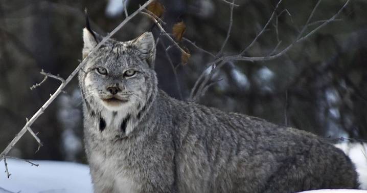 Lessons from predators: What grizzlies and lynx can teach us about coexistence, rewilding