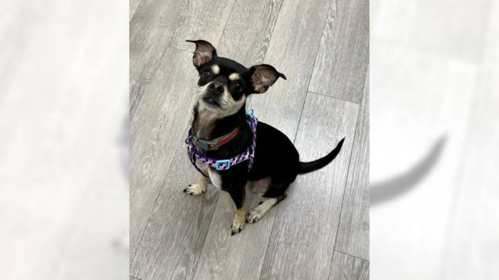 Chihuahua mix Shakira is a big dog in a small package