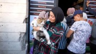 Volunteers in Gaza care for animals amid war and destruction