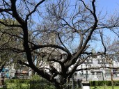 El hallazgo sobre árboles urbanos y humedad que redefine cómo enfrentamos el calor