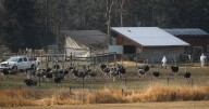 B.C. ostriches: Few simple answers in wake of cull, vet says
