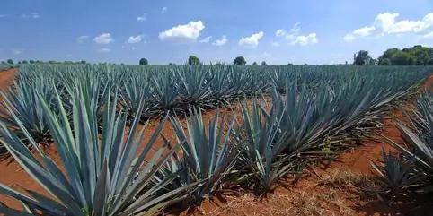 Por los suelos el precio del agave