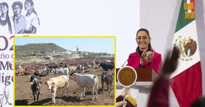 Sheinbaum espera que frontera de EEUU reabra pronto al ganado mexicano: “Se sigue trabajando, hay mucha comunicación”, dice