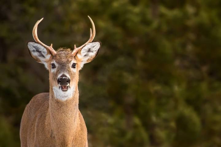 Illegal deer shooting leads to citations in Ascension Parish