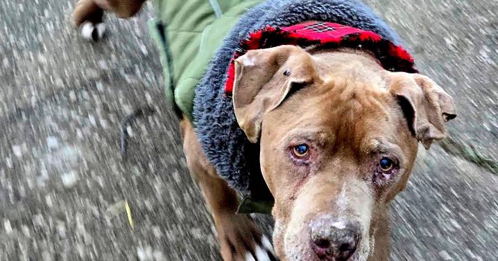 Michigan veterinarian who refused to return ailing dog to homeless man to spend 10 days in jail