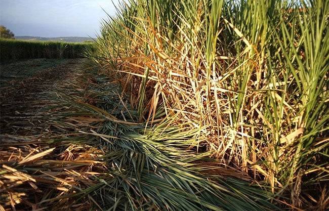 Se negocia con EU para evitar una mayor reducción en cuota de exportación de azúcar mexicano: Sheinbaum