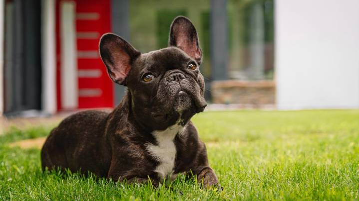 Newport News suspect charged in armed theft of 4 French Bulldogs