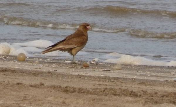 En 20 años invadieron la ciudad: el pájaro que llegó a Mar del Plata de forma "sorpresiva"