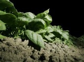 Register for Growing Growers Apprenticeship Bootcamp