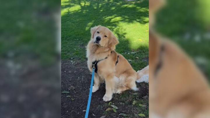 Golden Retriever In California Can’t Stop Looking At Tree After Finding A Surprising Treasure