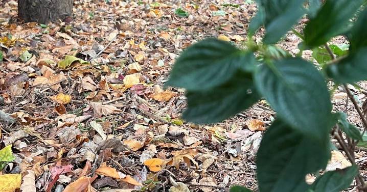 Transform fallen leaves into valuable leaf mold for your garden this fall