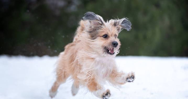 One thing every dog owner should do after each walk this winter