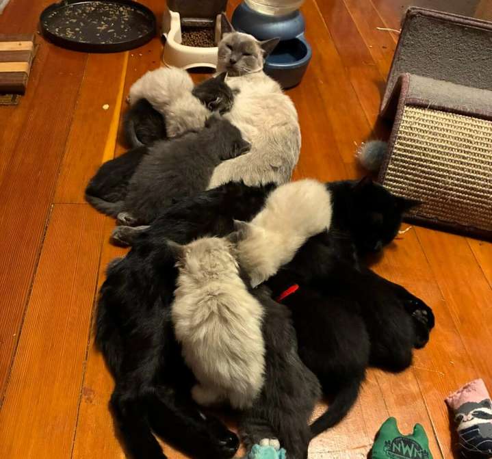 Journey Home Animal Rescue to host annual Pawsta Supper and Auction