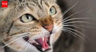 Is your cat angry or scared: What cat hissing actually means