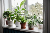 I Have Over 30 Thriving Houseplants—These Are the Only 5 That Ever Gave Me Trouble