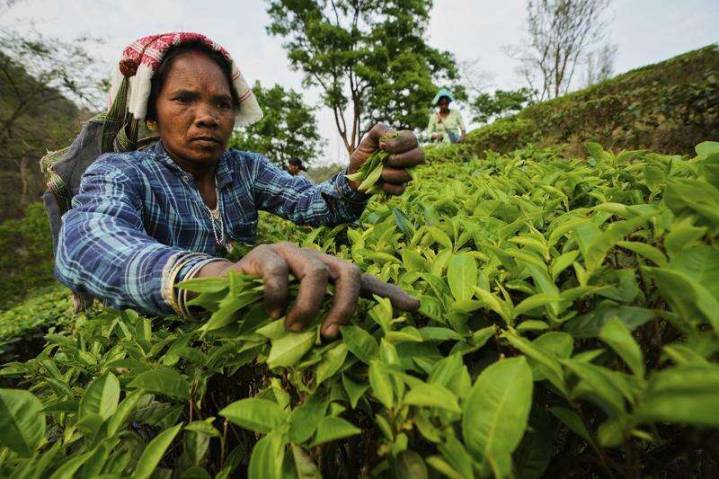 Tea tariffs once sparked a revolution. Now they are creating angst