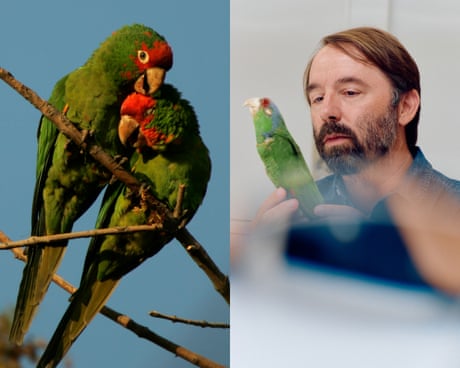 These parrots came to Los Angeles as pets – then went wild. Now scientists are unlocking their mysteries