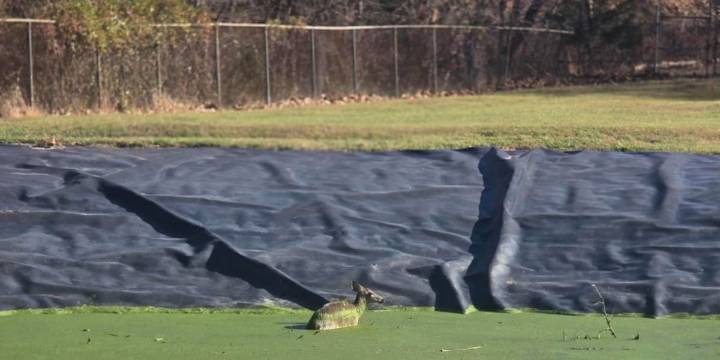 Deer rescued from pond in Botetourt County