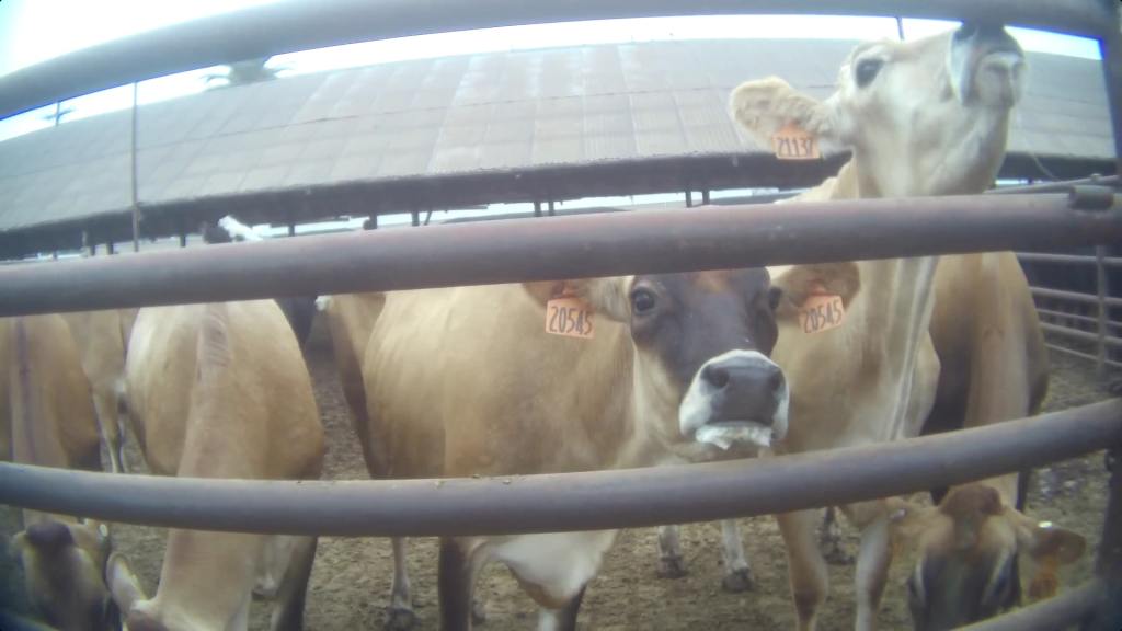Los Angeles’ last cow slaughterhouse closes in Pico Rivera. Advocates want to keep it that way